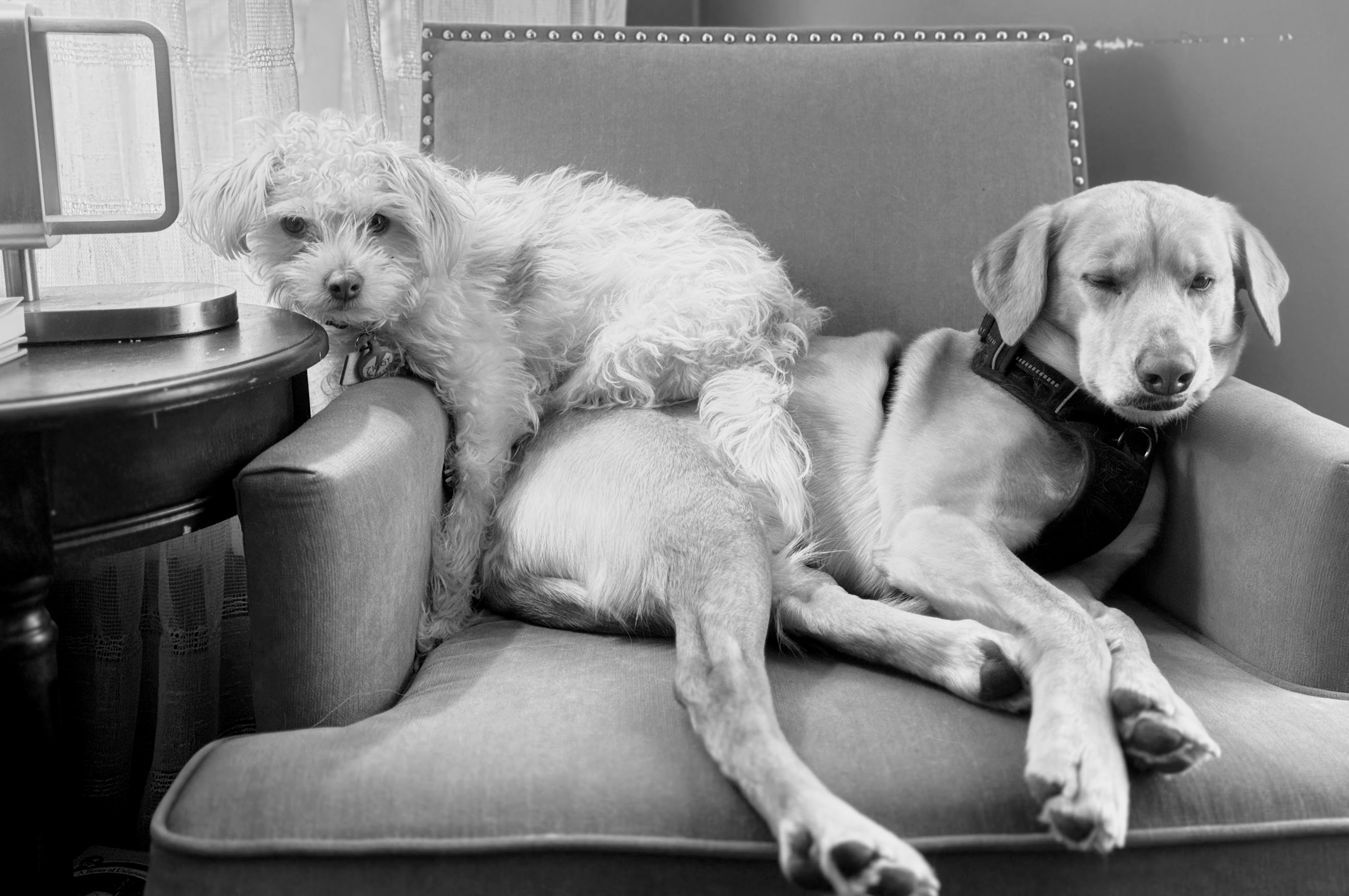 The author's two dogs sharing an armchair